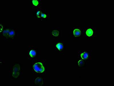 NCF4 Antibody