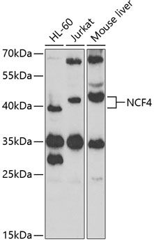 NCF4 antibody