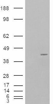 Goat anti-NCF4 / P40PHOX Antibody