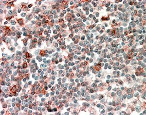 Goat anti-NCF4 / P40PHOX Antibody