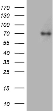 Nck beta Antibody