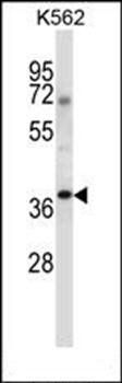 NCK1 antibody