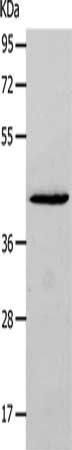 NCK2 Antibody