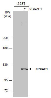 NCKAP1 antibody