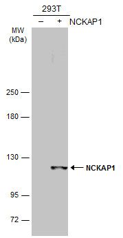 NCKAP1 antibody [C1C2], Internal