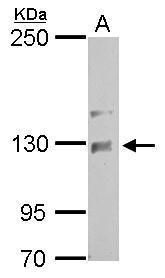 NCKAP1 antibody [C1C2], Internal