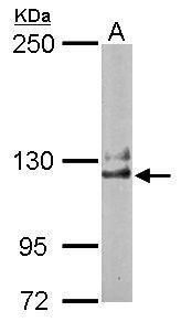 NCKAP1 antibody