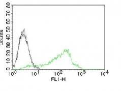 Nucleolin (Marker of Human Cells) Antibody