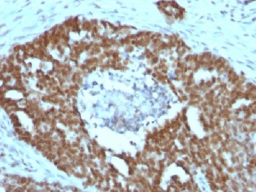 Nucleolin (Marker of Human Cells) Antibody