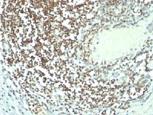 Nucleolin (Marker of Human Cells) Antibody