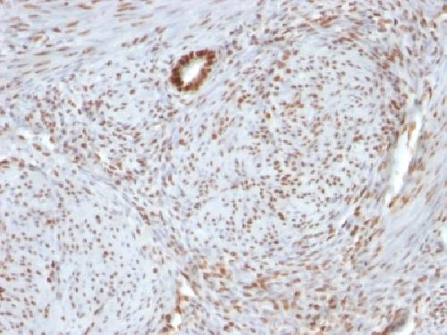 Nucleolin (Marker of Human Cells) Antibody