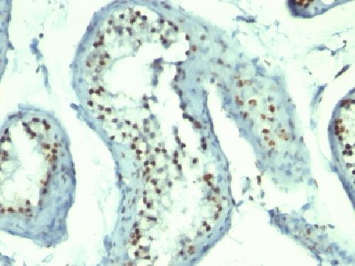 Nucleolin (Marker of Human Cells) Antibody