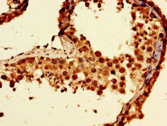NCMAP Antibody