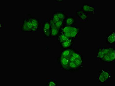 NCOA4 Antibody