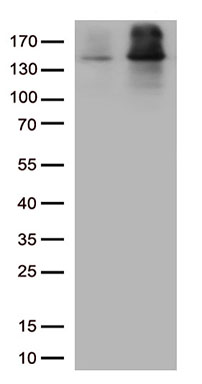 NCOA7 Antibody