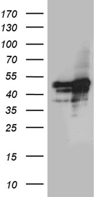 NCOA7 Antibody