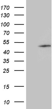 NCOA7 Antibody