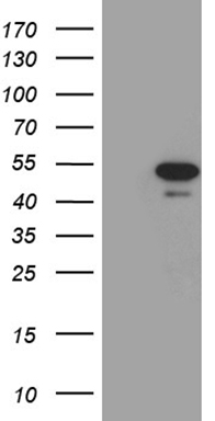 NCOA7 Antibody