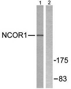 NCoR1 Antibody