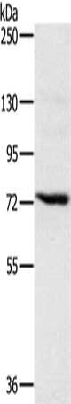 NCSTN antibody