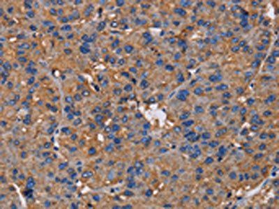 NCSTN Antibody