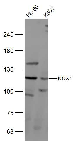NCX1 antibody
