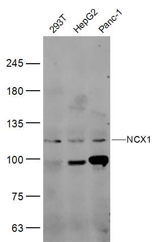 NCX1 antibody