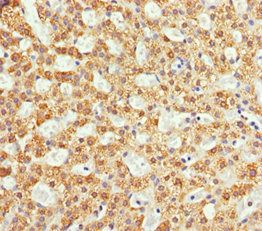 NDE1 Antibody