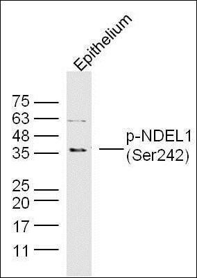 NDEL1 (phospho-Ser242) antibody