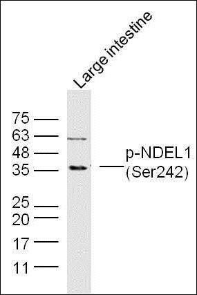 NDEL1 (phospho-Ser242) antibody