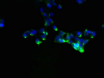 NDFIP1 Antibody