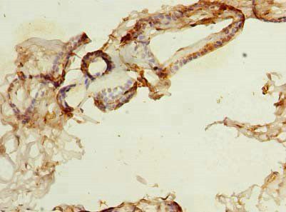 NDFIP1 Antibody