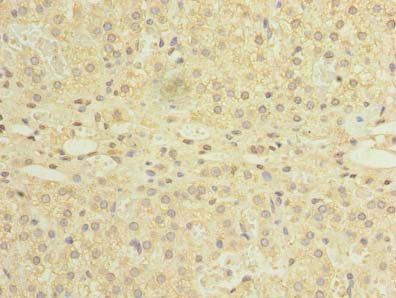 NDFIP1 antibody