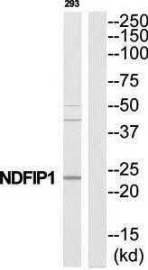 NDFIP1 Antibody