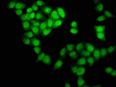 NDN Antibody