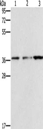 NDNL2 antibody