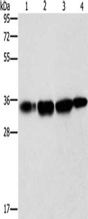 NDNL2 antibody