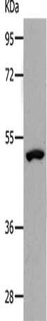 NDRG1 Antibody