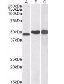 NDRG1 antibody