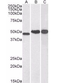 Goat anti-NDRG1 Antibody