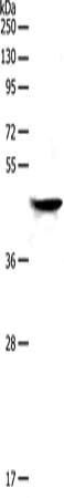 NDRG2 Antibody