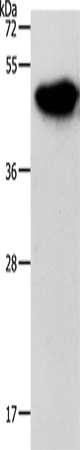 NDRG3 Antibody