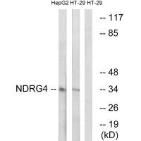 NDRG4 antibody