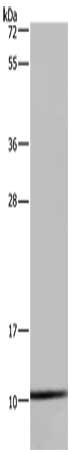 NDUFA1 Antibody