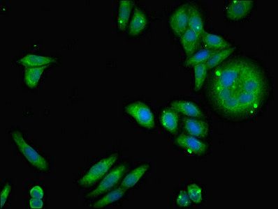 NDUFA12 antibody