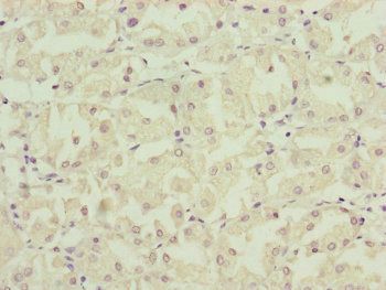 NDUFA12 antibody