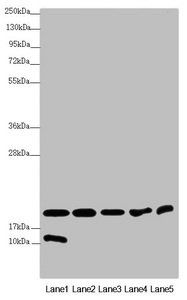 NDUFA12 Antibody