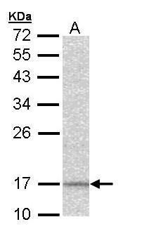 NDUFA12 antibody [N1C3]