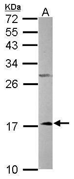 NDUFA12 antibody [N1C3]