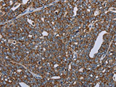 NDUFA13 Antibody